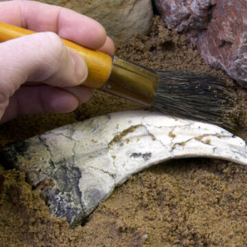 Three new species of flying dinosaurs discovered in Morocco